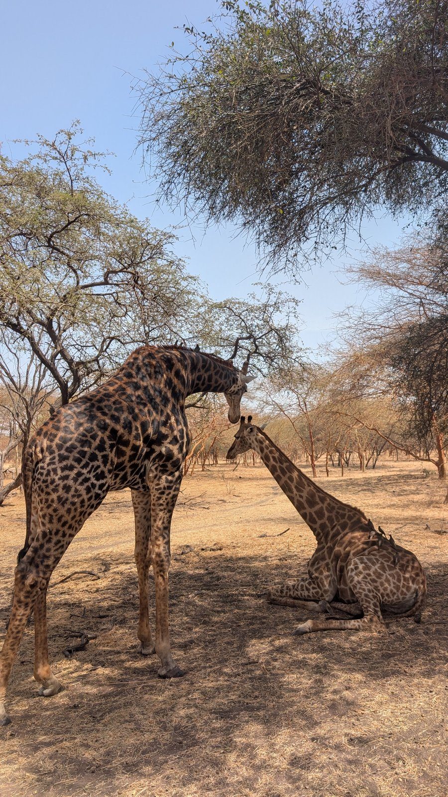 Jirafas en la Reserva de Bandia, Senegal