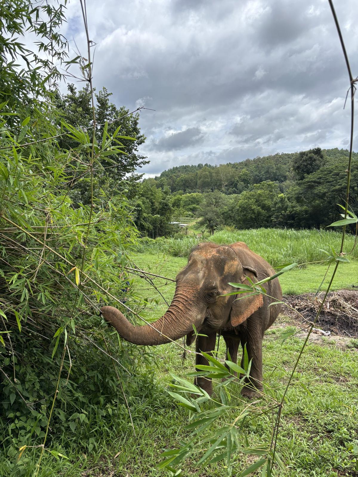 Elefante en libertad en el santuario Baan Chang, Chiang Mai